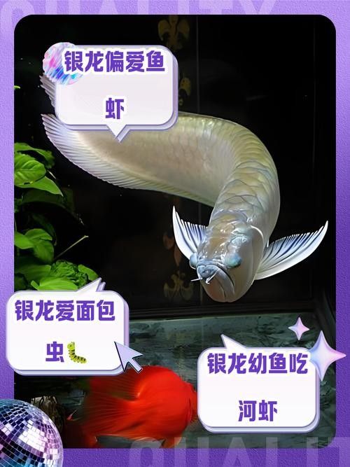 銀龍魚苗吃什么 銀龍魚苗吃什么 龍魚百科 第3張