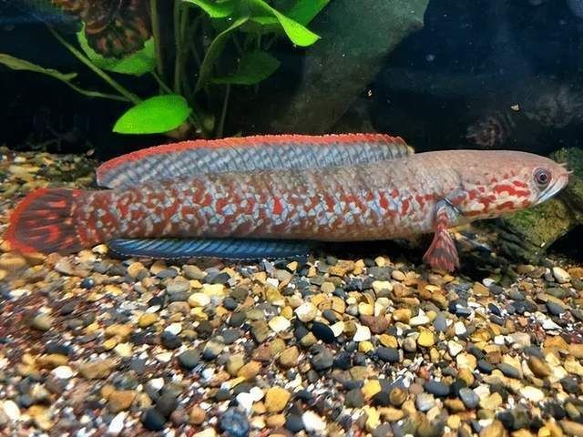 血斑一型雷龍魚飼養：血斑一型雷龍魚的基本飼養指南