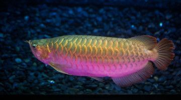 金龍魚紅龍：金龍魚和紅龍魚有什么區(qū)別 金龍魚紅龍：金龍魚和紅龍魚有什么區(qū)別 龍魚百科 第3張