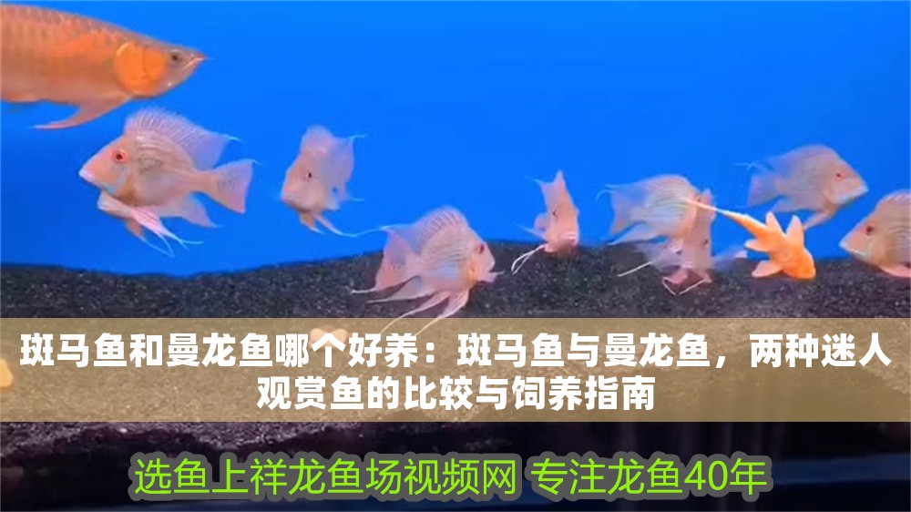 斑馬魚和曼龍魚哪個(gè)好養(yǎng)：斑馬魚與曼龍魚，兩種迷人觀賞魚的比較與飼養(yǎng)指南