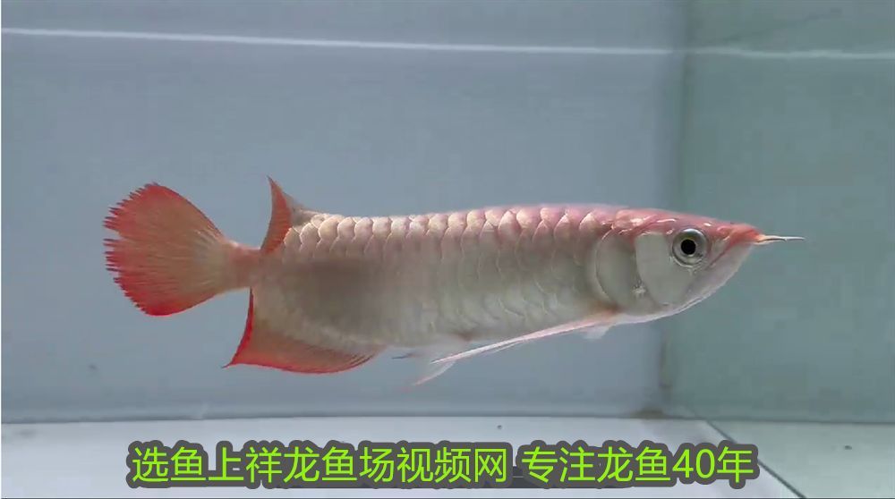 斑馬魚和曼龍魚哪個(gè)好養(yǎng)：斑馬魚與曼龍魚，兩種迷人觀賞魚的比較與飼養(yǎng)指南