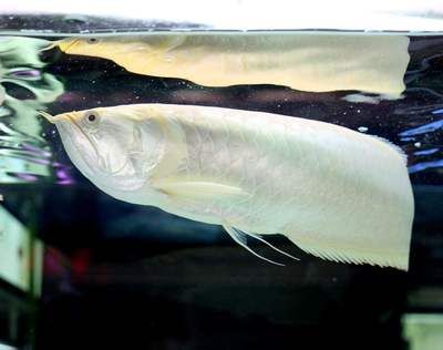 龍魚水質檢測哪些指標高：龍魚水質檢測中常見的幾個重要指標及其詳細解釋 龍魚水質檢測哪些指標高：龍魚水質檢測中常見的幾個重要指標及其詳細解釋 龍魚百科 第3張