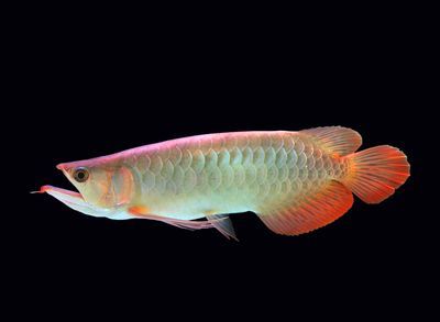 龍魚水質檢測哪些指標高：龍魚水質檢測中常見的幾個重要指標及其詳細解釋 龍魚水質檢測哪些指標高：龍魚水質檢測中常見的幾個重要指標及其詳細解釋 龍魚百科 第5張