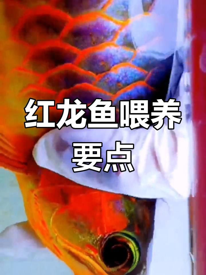 紅龍魚(yú)喂食量如何控制？ 紅龍魚(yú)喂食量如何控制？ 龍魚(yú)百科 第2張