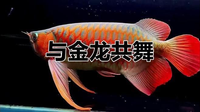 有沒有更多免費下載的金龍魚高清圖片？