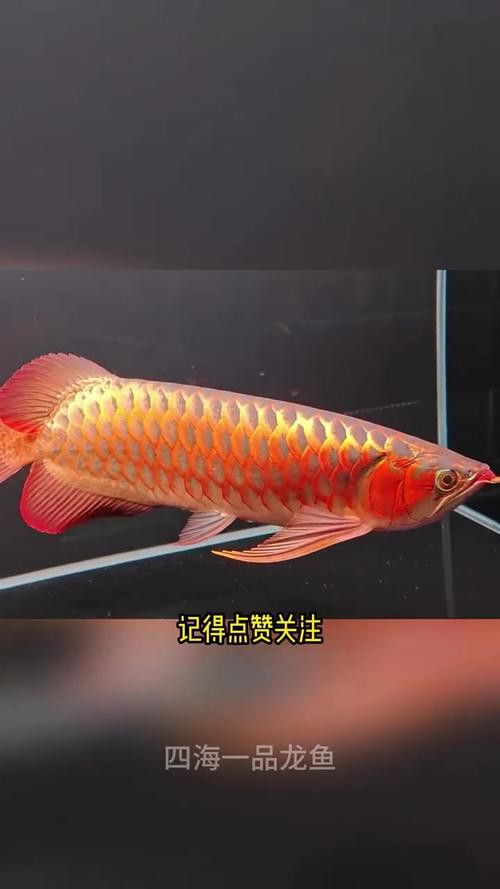 紅龍頭像高清圖片有哪些？