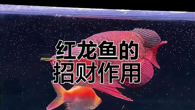 家里養紅龍魚好還是金龍魚好呢