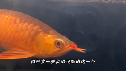 龍魚冬天不加溫能否存活（龍魚冬天不加溫怎么辦） 龍魚冬天不加溫能否存活（龍魚冬天不加溫怎么辦） 龍魚百科 第5張