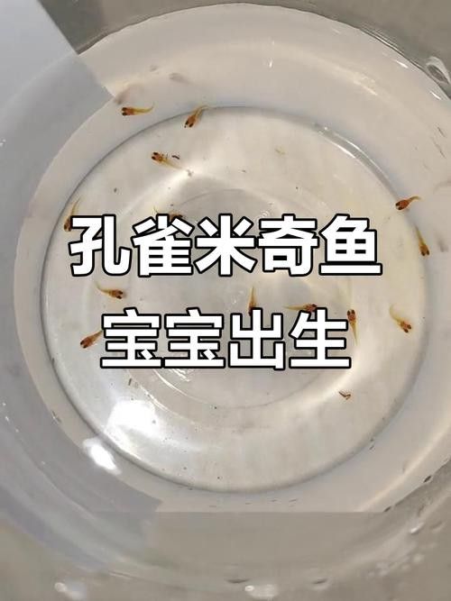 能再推薦幾種混養魚種嗎？ 能再推薦幾種混養魚種嗎？ 龍魚百科 第1張