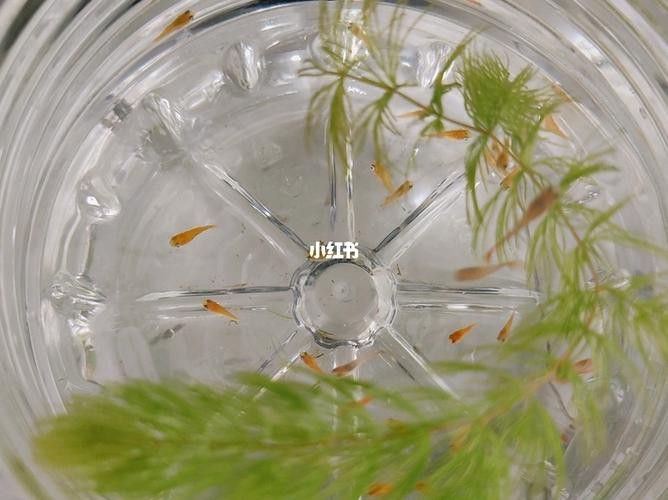 能再推薦幾種混養魚種嗎？ 能再推薦幾種混養魚種嗎？ 龍魚百科 第5張