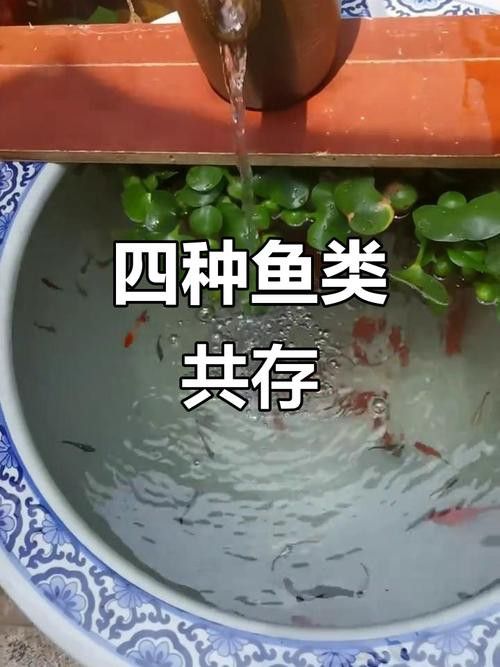 能再推薦幾種混養魚種嗎？ 能再推薦幾種混養魚種嗎？ 龍魚百科 第2張