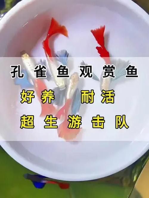 能再推薦幾種混養魚種嗎？ 能再推薦幾種混養魚種嗎？ 龍魚百科 第3張