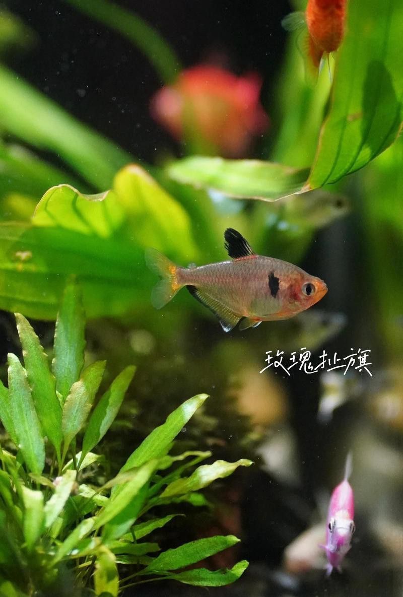 能再推薦幾種混養魚種嗎？ 能再推薦幾種混養魚種嗎？ 龍魚百科 第10張