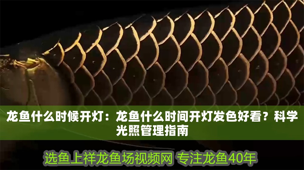 龍魚什么時候開燈：龍魚什么時間開燈發色好看？科學光照管理指南
