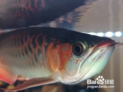 金龍魚爛嘴怎么治療好的：金龍魚爛嘴怎么辦 金龍魚爛嘴怎么治療好的：金龍魚爛嘴怎么辦 龍魚百科 第3張