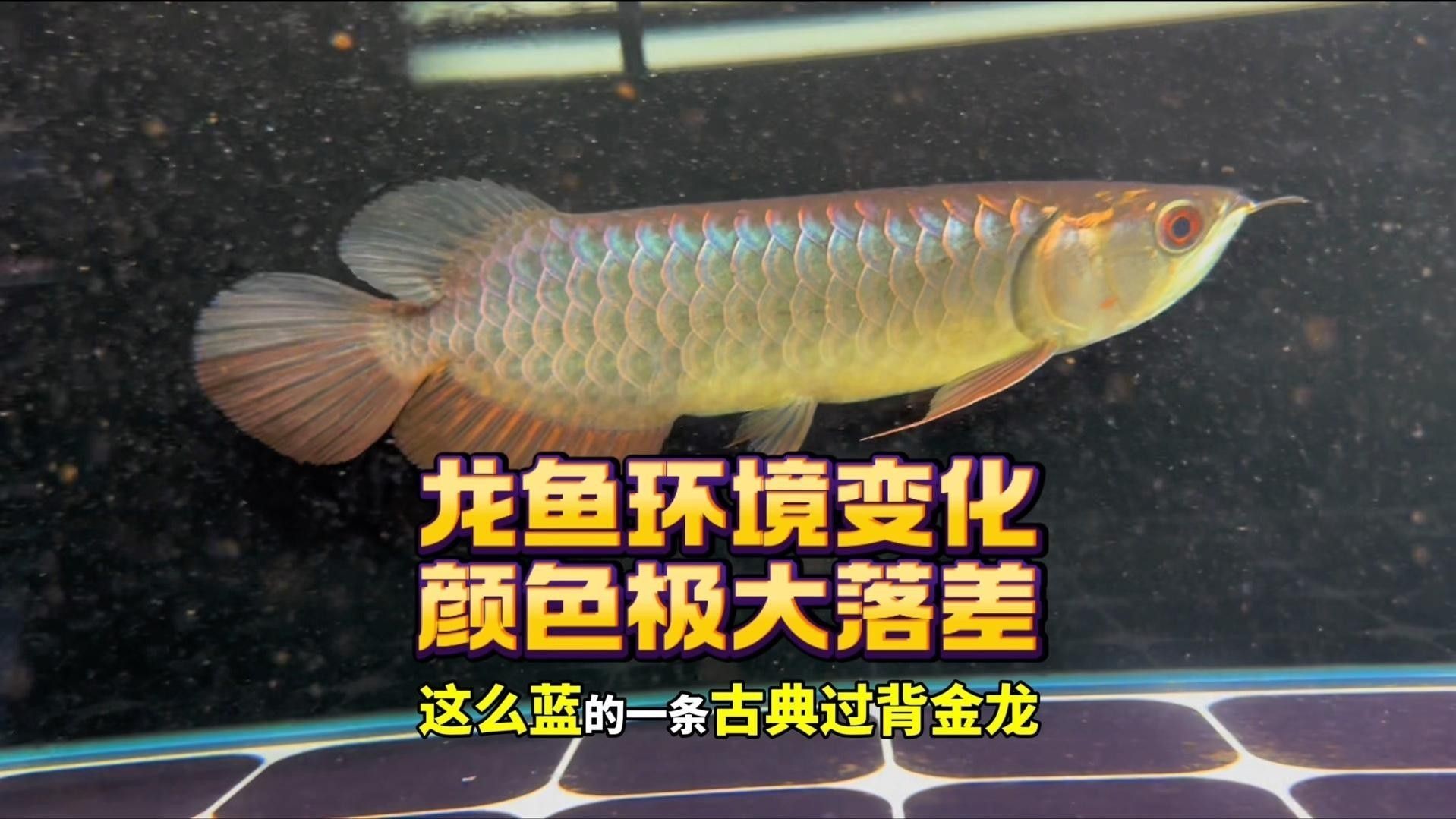 紅龍魚黑缸轉白缸注意事項 紅龍魚黑缸轉白缸注意事項 龍魚百科 第13張