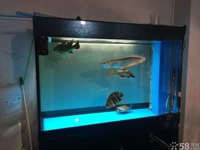 龍魚缸換背景對魚的影響（龍魚缸換背景對魚有影響嗎？）
