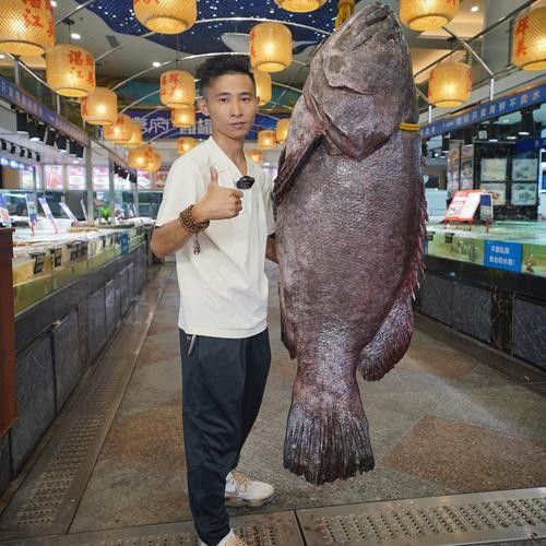 龍躉石斑魚(yú)的價(jià)格是多少？