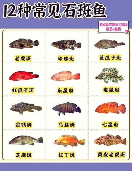 龍躉石斑魚(yú)的價(jià)格是多少？