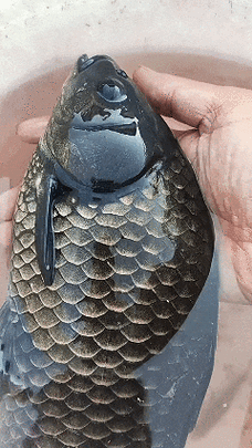 烏龍魚是什么魚圖片大全