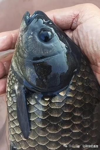 烏龍魚是什么魚圖片大全