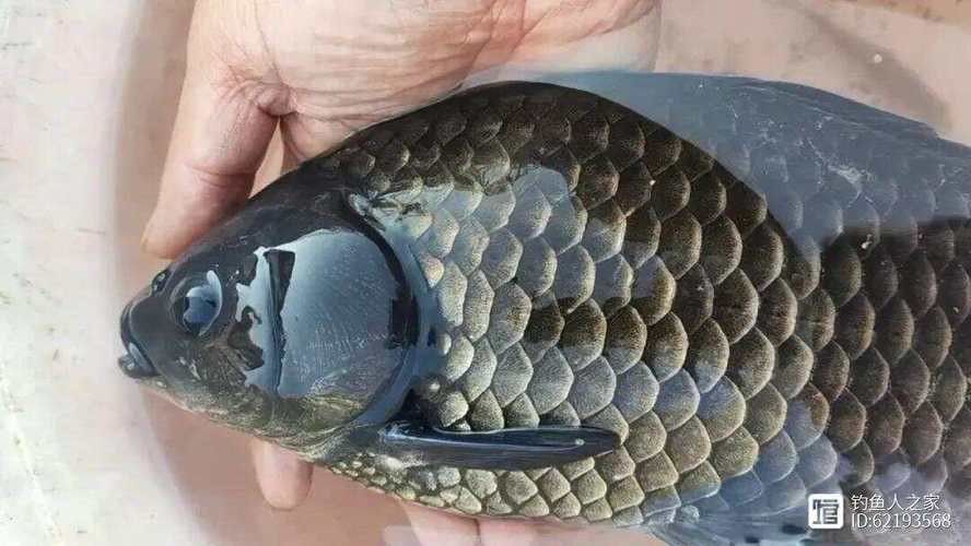 烏龍魚是什么魚圖片大全