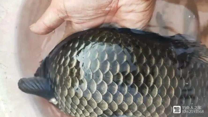 烏龍魚是什么魚圖片大全