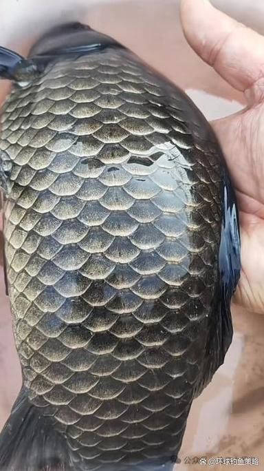 烏龍魚是什么魚圖片大全