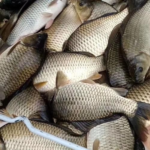 烏龍魚是什么魚圖片大全