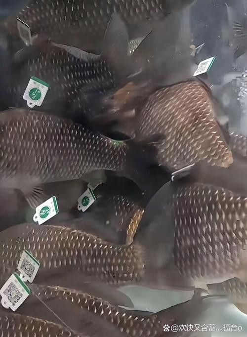 烏龍魚是什么魚圖片大全