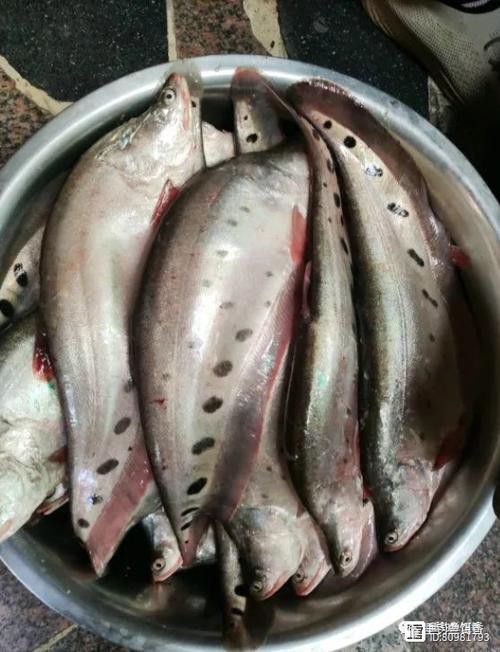 烏龍魚是什么魚圖片大全