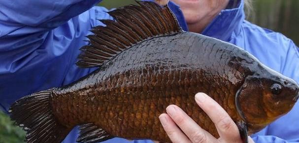 烏龍魚是什么魚圖片大全