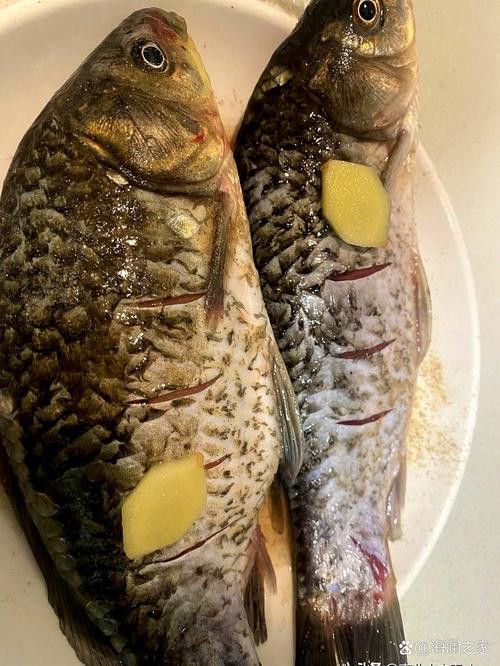 烏龍魚是什么魚圖片大全
