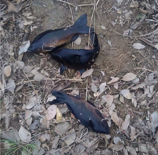烏龍魚是什么魚圖片大全