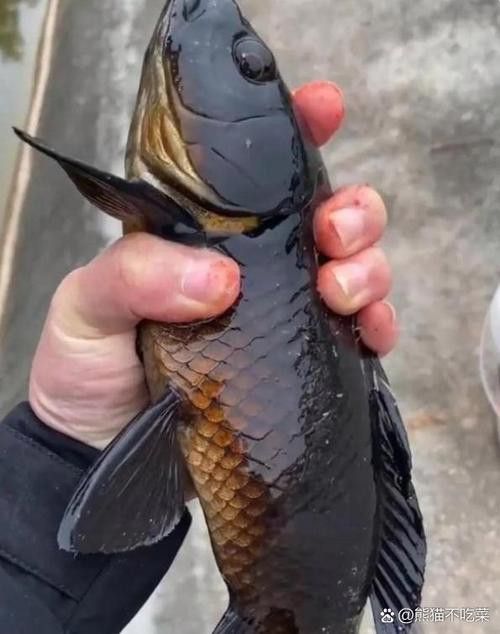 烏龍魚是什么魚圖片大全