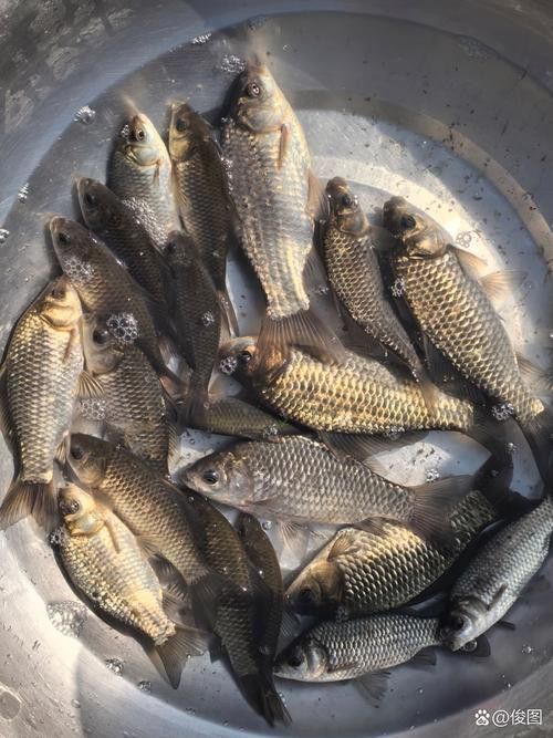 烏龍魚是什么魚圖片大全