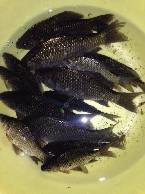 烏龍魚是什么魚圖片大全