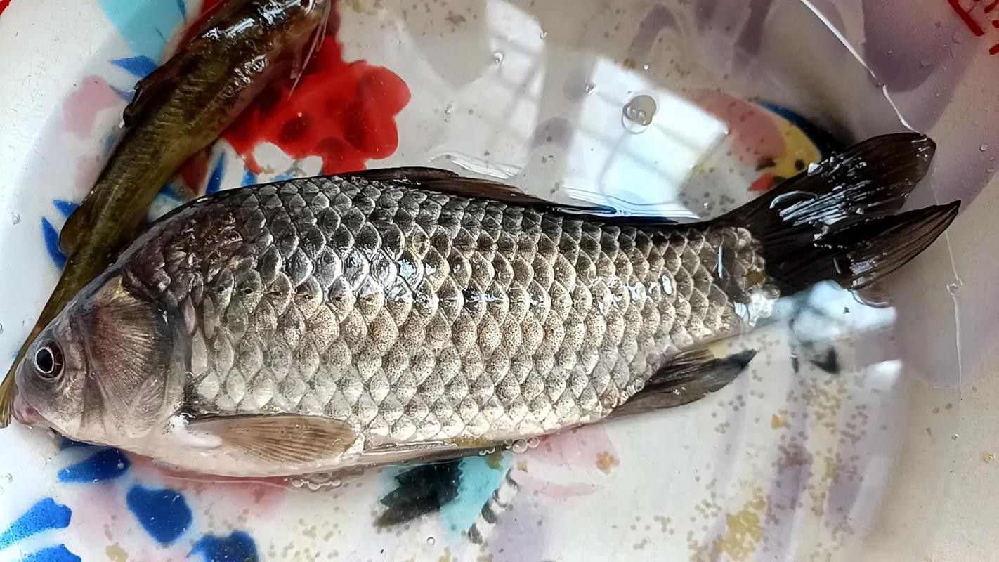 烏龍魚是什么魚圖片大全