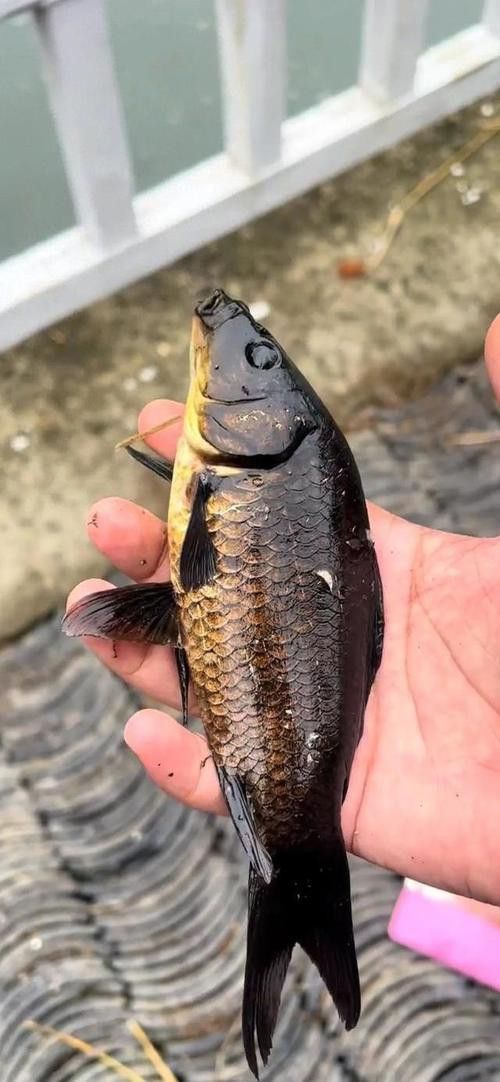 烏龍魚是什么魚圖片大全