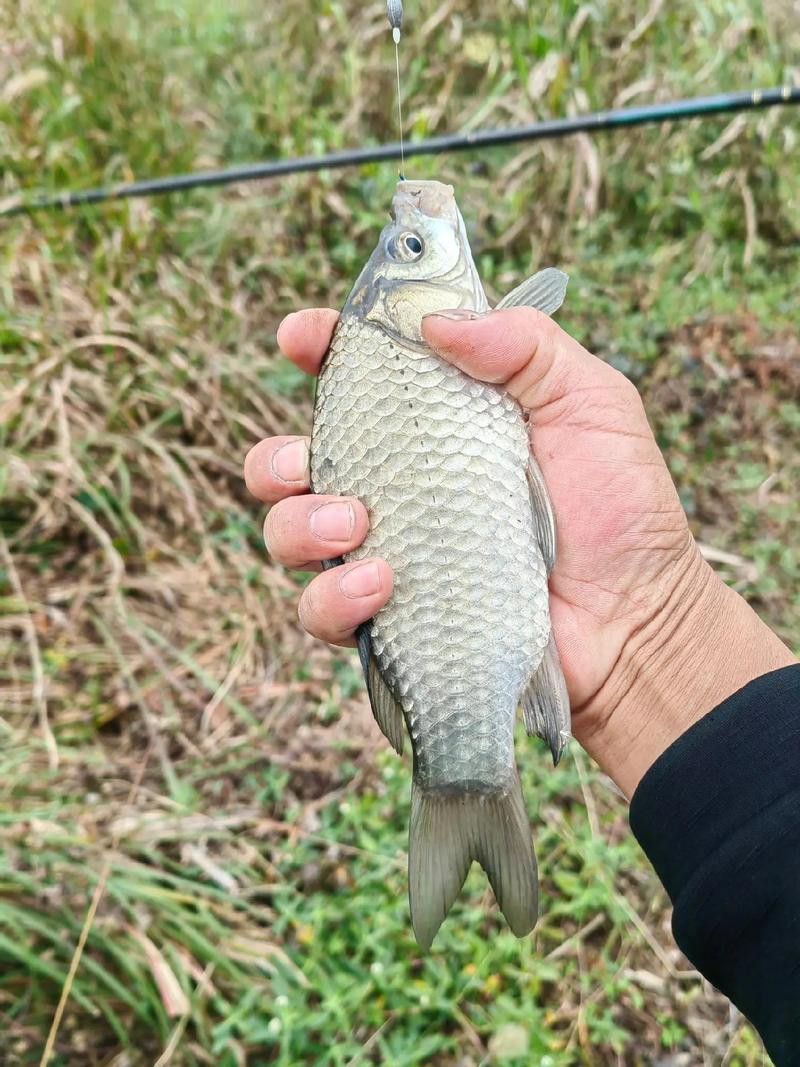 烏龍魚是什么魚圖片大全