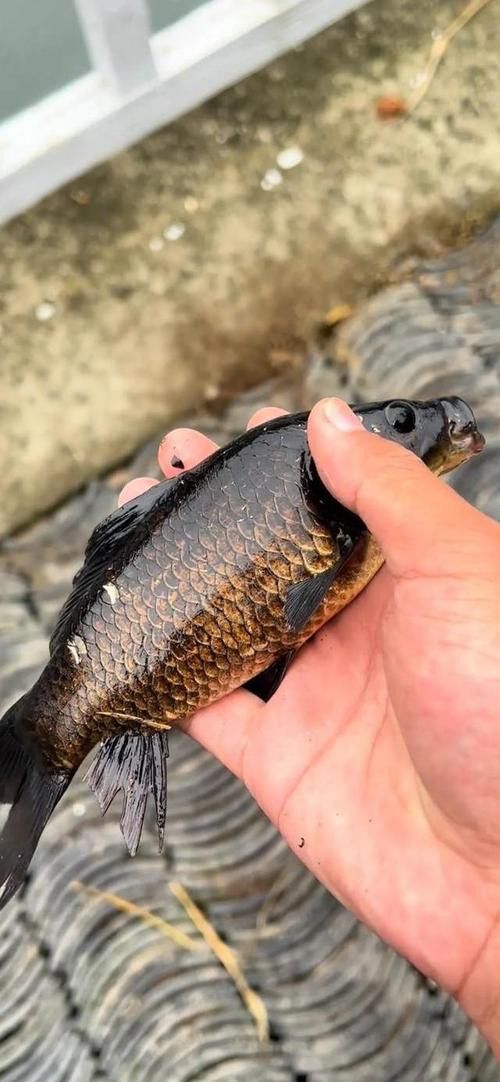 烏龍魚是什么魚圖片大全