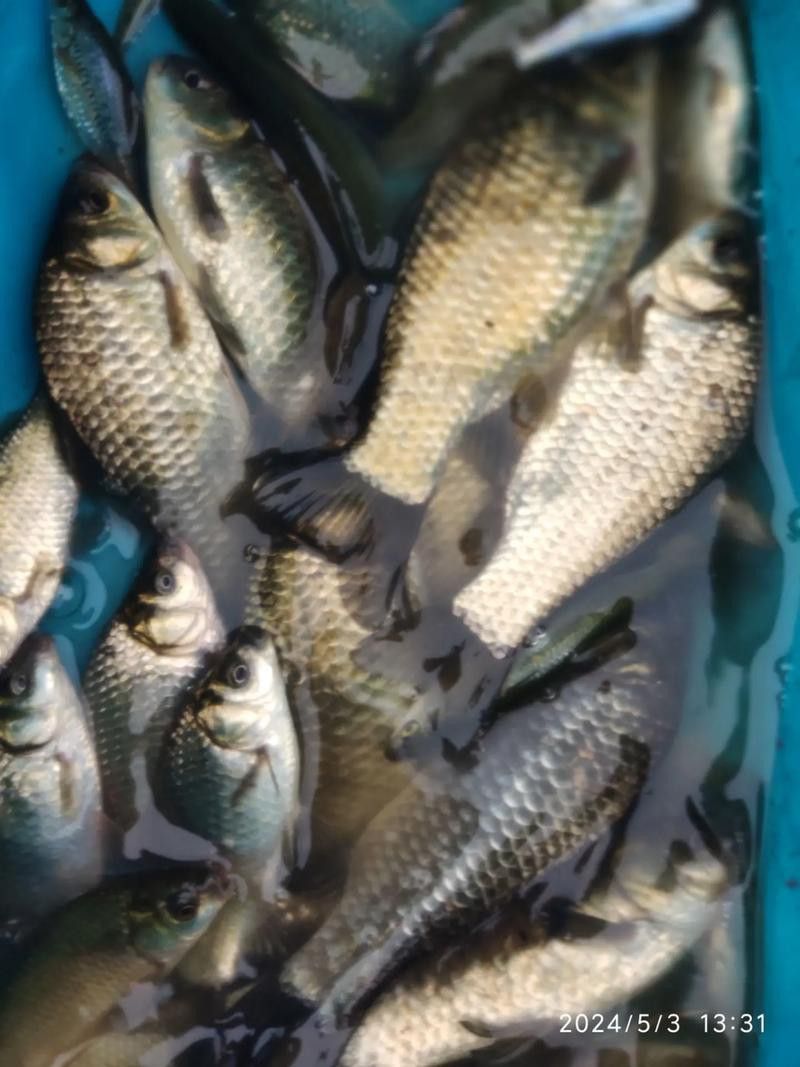 烏龍魚是什么魚圖片大全