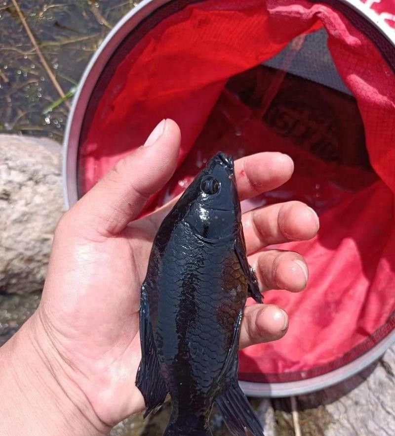 烏龍魚是什么魚圖片大全