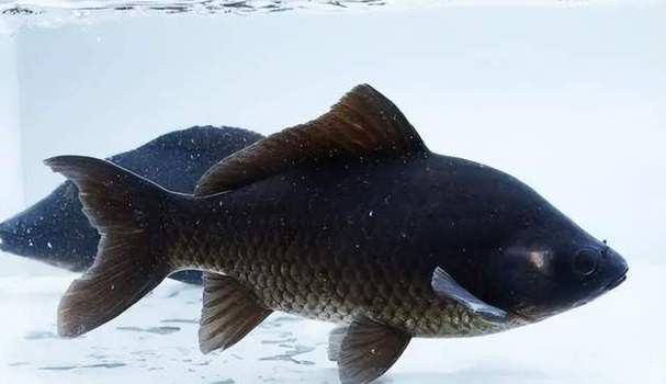 烏龍魚是什么魚圖片大全