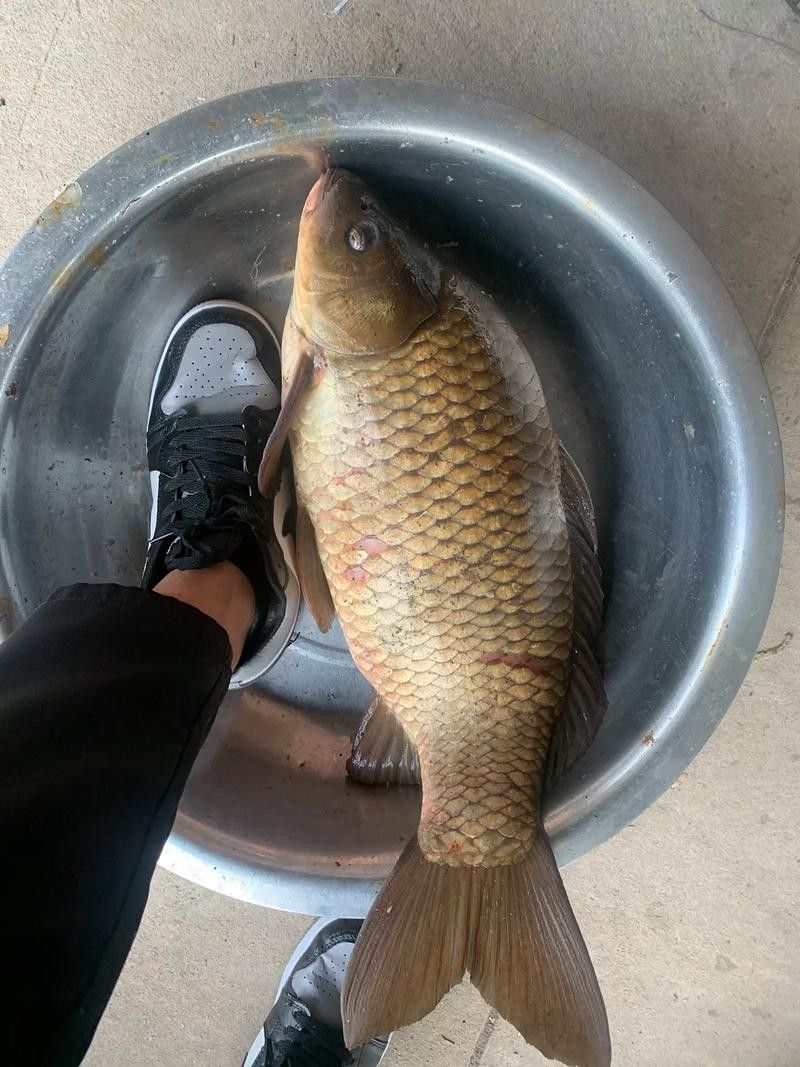 烏龍魚是什么魚圖片大全