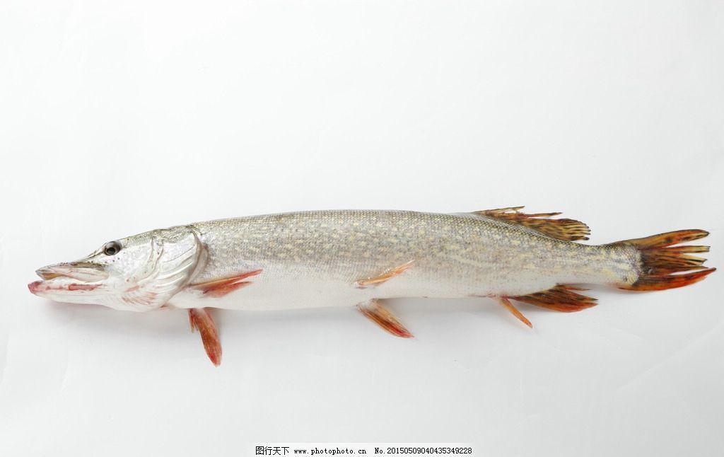 天山雪龍魚價格 天山雪龍魚價格 龍魚百科 第3張