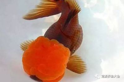 最貴金魚排名第一名