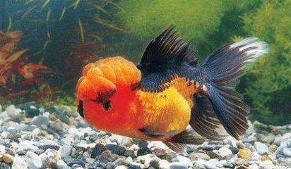 最貴金魚排名第一名