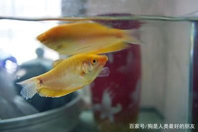 龍魚浮在水面不動：龍魚浮在水面不動可能由多種因素引起