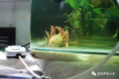 剛繁殖出來的六角龍魚怎么養：剛繁殖出來的六角龍魚怎么養剛繁殖出來的六角龍魚